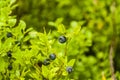 Vaccinium myrtillus