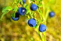 Vaccinium myrtillus, Bilberry