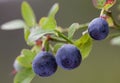 Vaccinium myrtillus (bilberry) Royalty Free Stock Photo