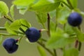 Vaccinium myrtillus (bilberry) Royalty Free Stock Photo