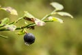 Vaccinium myrtillus bilberry macro shot Royalty Free Stock Photo