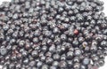 Vaccinium myrtillus called bilberry, whortleberry, huckleberry or European blueberry. Blueberry background. Royalty Free Stock Photo