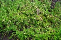 Vaccinium oxycoccos is also known as small cranberry, bog cranberry, swamp cranberry. Cranberries on small green branches.