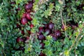 Vaccinium oxycoccos is also known as small cranberry, bog cranberry, swamp cranberry.