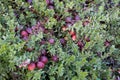 Vaccinium oxycoccos is also known as small cranberry, bog cranberry, swamp cranberry.