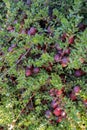 Vaccinium oxycoccos is also known as small cranberry, bog cranberry, swamp cranberry.