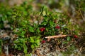 Vaccinium oxycoccos is also known as small cranberry, bog cranberry, swamp cranberry. Harvest wild berries. Fresh un-picked