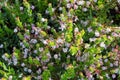 Vaccinium oxycoccos, known as small cranberry, bog cranberry or swamp cranberry.