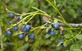 Vaccinium uliginosum shrub Royalty Free Stock Photo