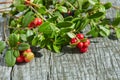 Vaccinium vitis-idaea berries of wild cowberry close up