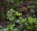 Vaccinium vitis-idaea Royalty Free Stock Photo