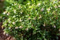 Vaccinium vitis idaea Koralle flowers in garden Royalty Free Stock Photo