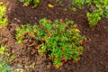 Vaccinium vitis-idaea Koralle in garden Royalty Free Stock Photo