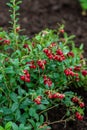 Vaccinium vitis-idaea Koralle in garden Royalty Free Stock Photo