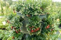 Vaccinium vitis-idaea Koralle in garden. Macro of red lingonberries. Royalty Free Stock Photo