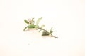 Vaccinium vitis-idaea, lingonberry flower Royalty Free Stock Photo