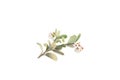 Vaccinium vitis-idaea, lingonberry flower Royalty Free Stock Photo