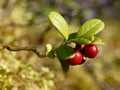 Vaccinium vitis-idaea mountain cranberries in forest