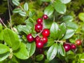 Vaccinium vitis-idaea, Ripe cowberry, macro, selective focus