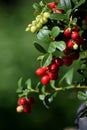 Vaccinium vitis-ideae, berry Royalty Free Stock Photo