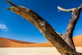 Vachellia erioloba Royalty Free Stock Photo