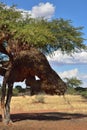 Vachellia erioloba or camelthorns tree in the Kalahari desert, N