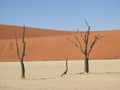 Vachellia erioloba in Deadvlei Royalty Free Stock Photo