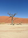 Vachellia erioloba in Deadvlei