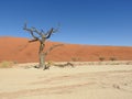 Vachellia erioloba in Deadvlei Royalty Free Stock Photo