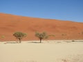 Vachellia erioloba in Deadvlei