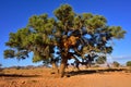 Vachellia erioloba, Namibia Royalty Free Stock Photo