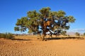 Vachellia erioloba, Namibia