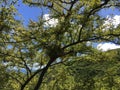 Vachellia Farnesiana Plant Blossoming in Waimea Canyon on Kauai Island, Hawaii.