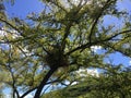 Vachellia Farnesiana Plant Blossoming in Waimea Canyon on Kauai Island, Hawaii.