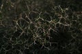 Vachellia karroo Acacia karroo spines. Shallow depth of field