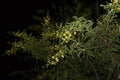 Vachellia karroo in bloom