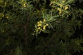 Vachellia karroo in bloom