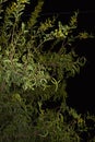 Vachellia karroo in bloom