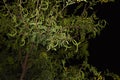 Vachellia karroo seed pods