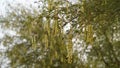 Vachellia nilotica beans, Gum arabic seed pod closeup. Vachellia nilotica. Thorn mimosa. Thorny acacia. Egyptian acacia. Herbal