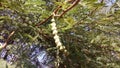 Vachellia nilotica plant leaves