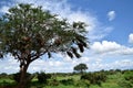 Vachellia tortilis tree and the intact nature at the African savanna Royalty Free Stock Photo