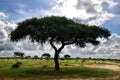 Vachellia tortilis tree and the intact nature at the African savanna Royalty Free Stock Photo