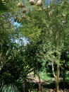 Vachellia xanthophloea Fever Tree