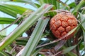 Vacquois fruit, Pandanus Palm