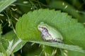 Cope`s gray treefrog in the forest