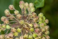 Harvestman spider or Daddy-long-legs, on milkweed plant Royalty Free Stock Photo