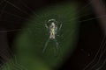 Orchard Orbweaver spider in its web Royalty Free Stock Photo