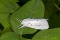 Beautiful white Virginian Tiger Moth resting on a green plant leaf Royalty Free Stock Photo