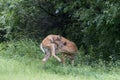 White-tailed deer with velvet antlers preening and cleaning